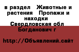  в раздел : Животные и растения » Пропажи и находки . Свердловская обл.,Богданович г.